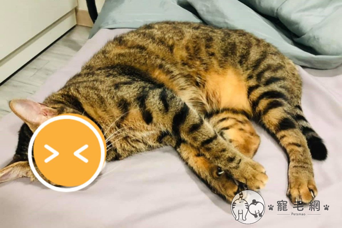 貓是疫情最大受害者？牠生無可戀：每天被撸又吸真累！