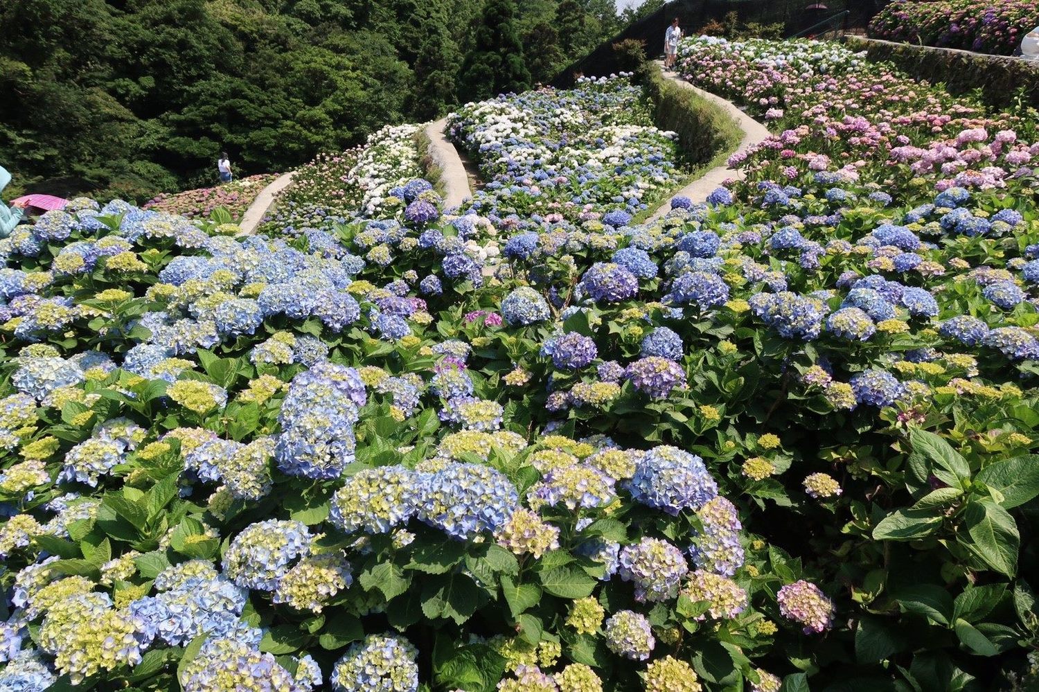 繡球花季取消，業者推線上賞花。   圖：台北產發局／提供