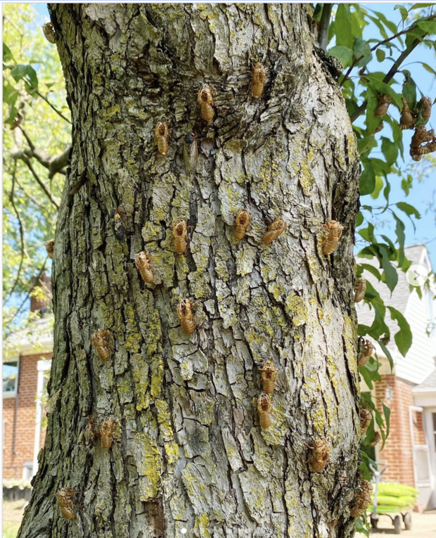 數兆的布魯德10代蟬（Brood X）破土而出，爬滿了樹幹。   圖 : 翻攝自環球時報