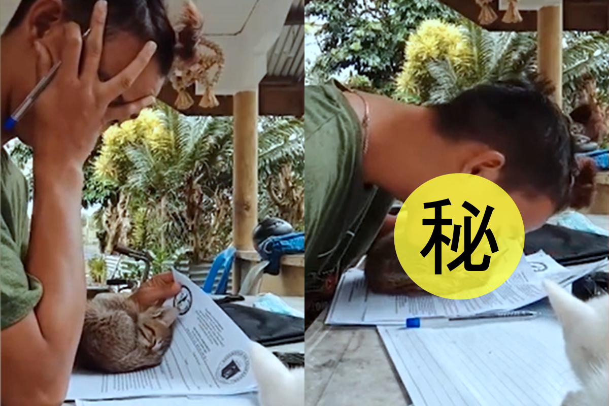 (影)主人寫作業卻遭「萌貓亂入」 網友笑：吸個貓繼續寫！