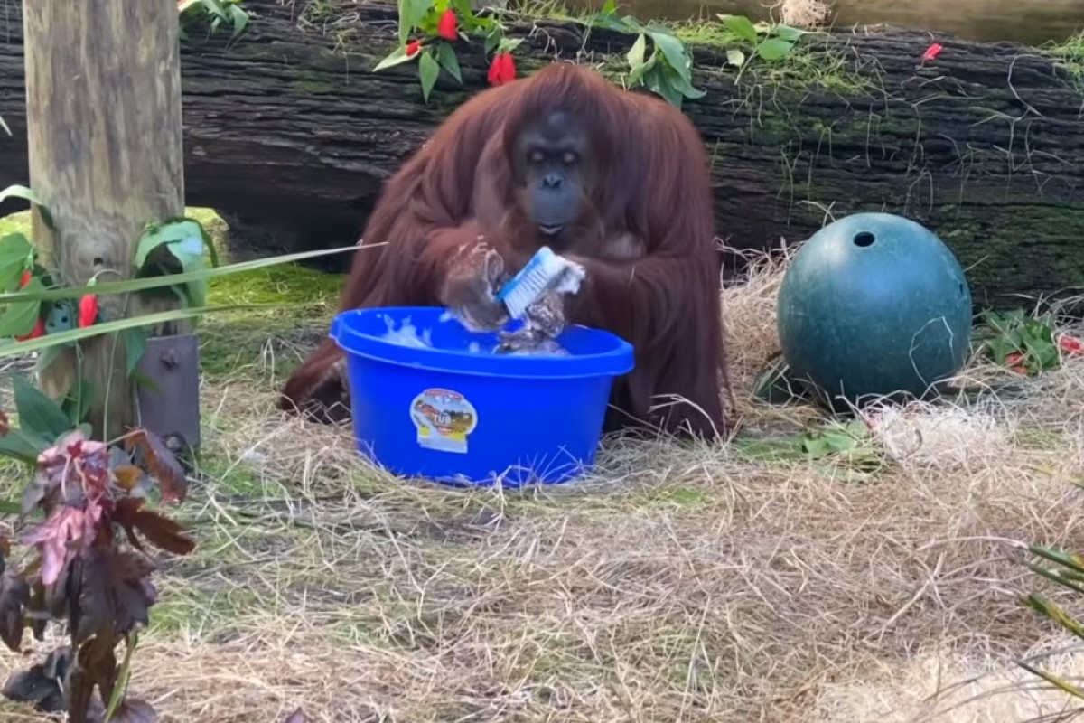 (影)防疫期間紅毛猩猩示範「正確洗手SOP」　網讚：比我還仔細！