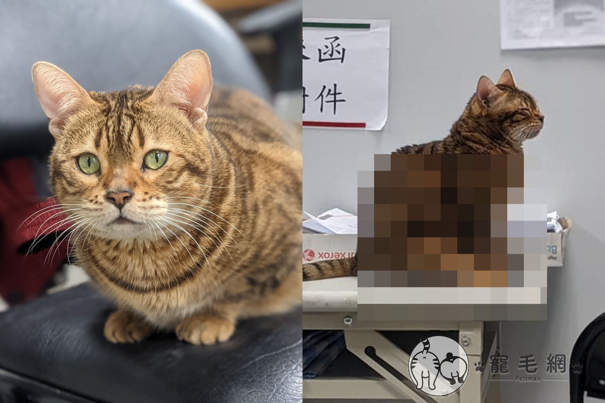 貓咪兩腿伸直坐好好！姿態宛如「妙齡少女」　網：超萌