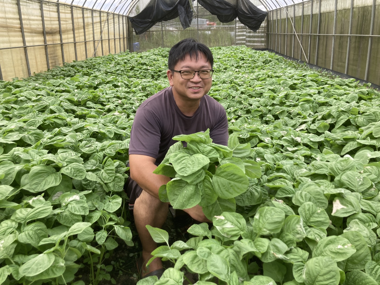 新北友善契作大聯盟推友善蔬菜箱 防疫助農友又顧食安