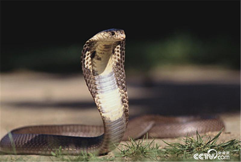 中國男子買「去除毒腺」眼鏡蛇當寵物睡同床被咬 商家竟告知發錯貨