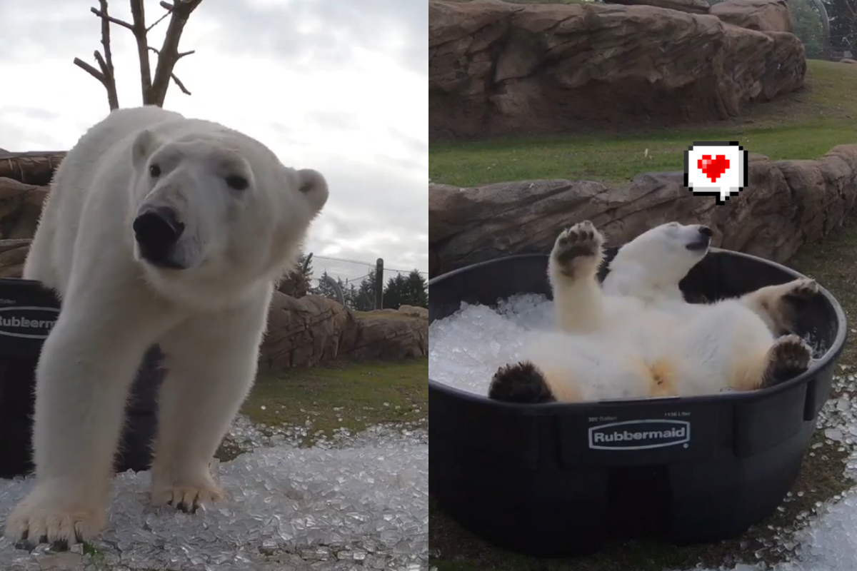 (影)動物園提供「大盆冰桶」 白熊開心到翻肚跳舞！