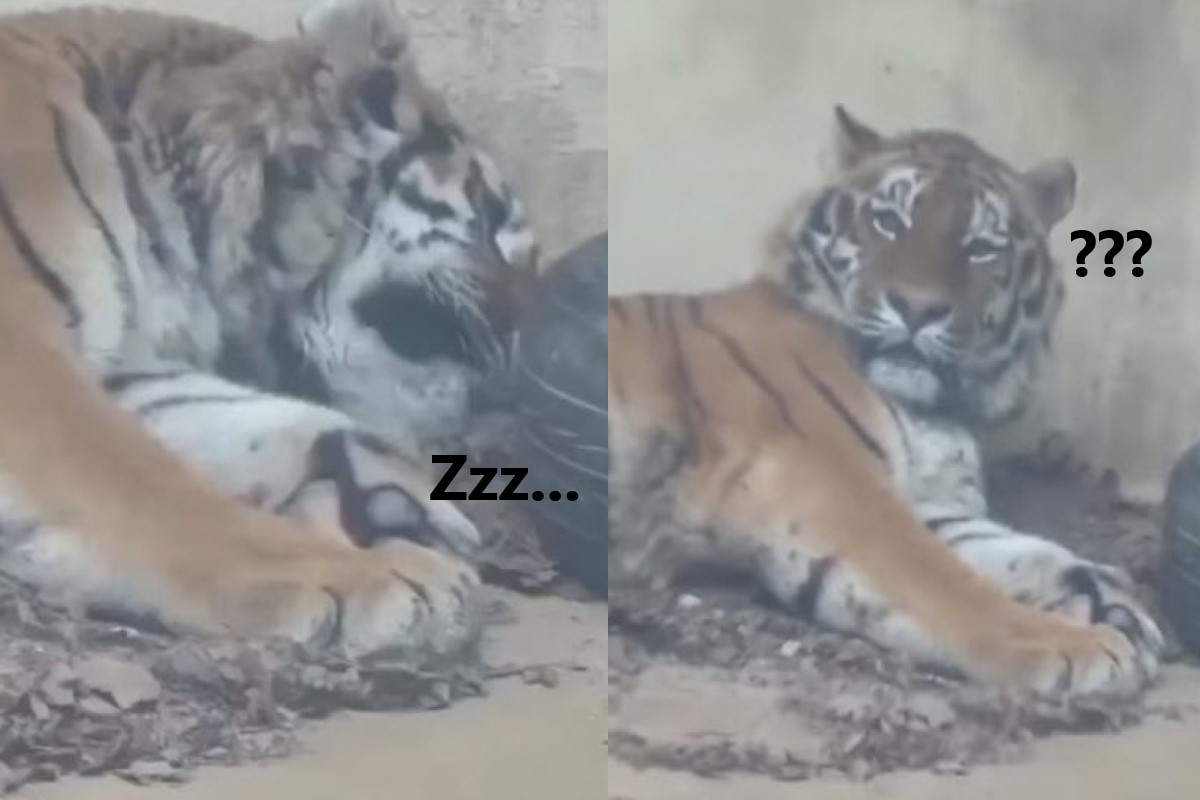 (影)猛虎問號！動物園宣導防疫卻狂跳針　牠一臉呆懵：發生什麼事？