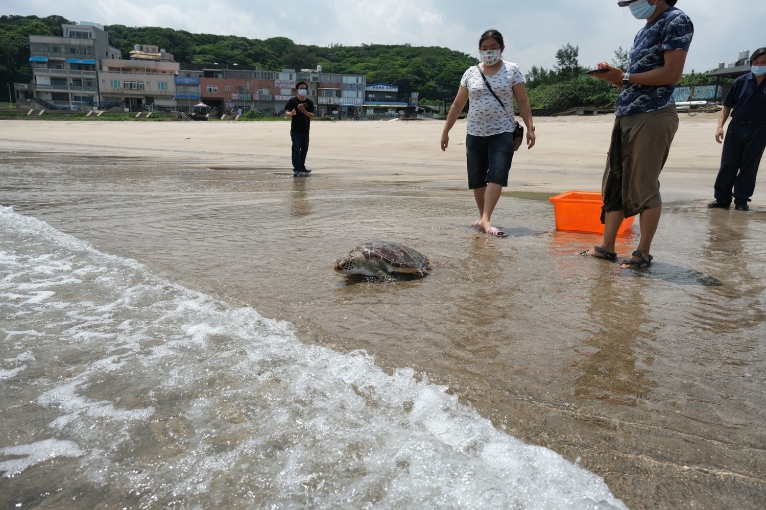 生態保育不忘防疫 新北公私合力送海龜回家