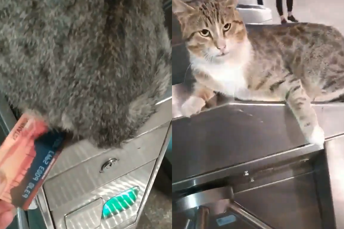 (影)貓皇尊臀坐「逼卡機」不給過　伸爪阻止：要走先給過路罐！