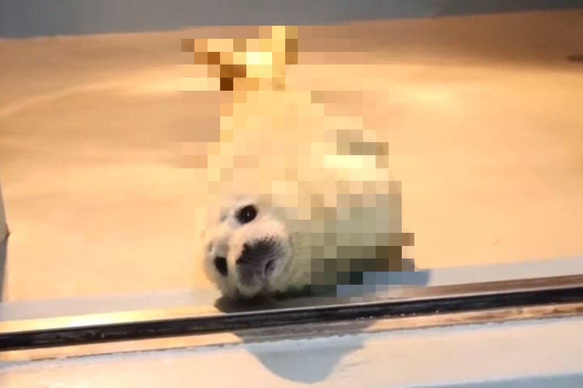 (影)日本動物園出生21天小海豹初亮相　網笑：以為是炸蝦天婦羅！