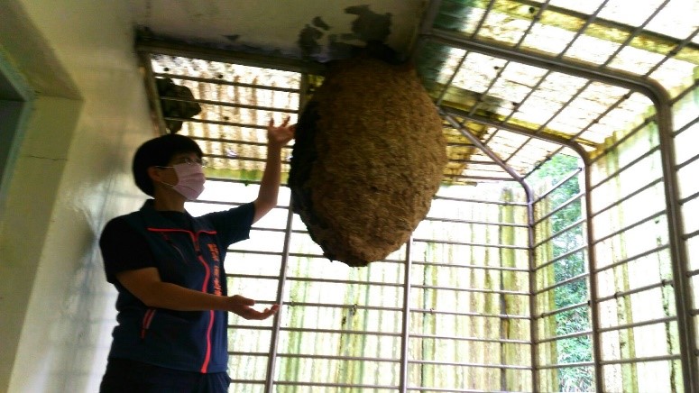 半個人高虎頭蜂窩藏後陽台 新北動保處假日出動解危