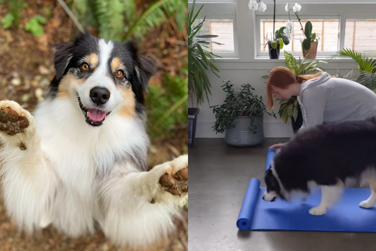(影)聰明狗狗與主人一起「在家運動」　網讚：瑜珈小天才！
