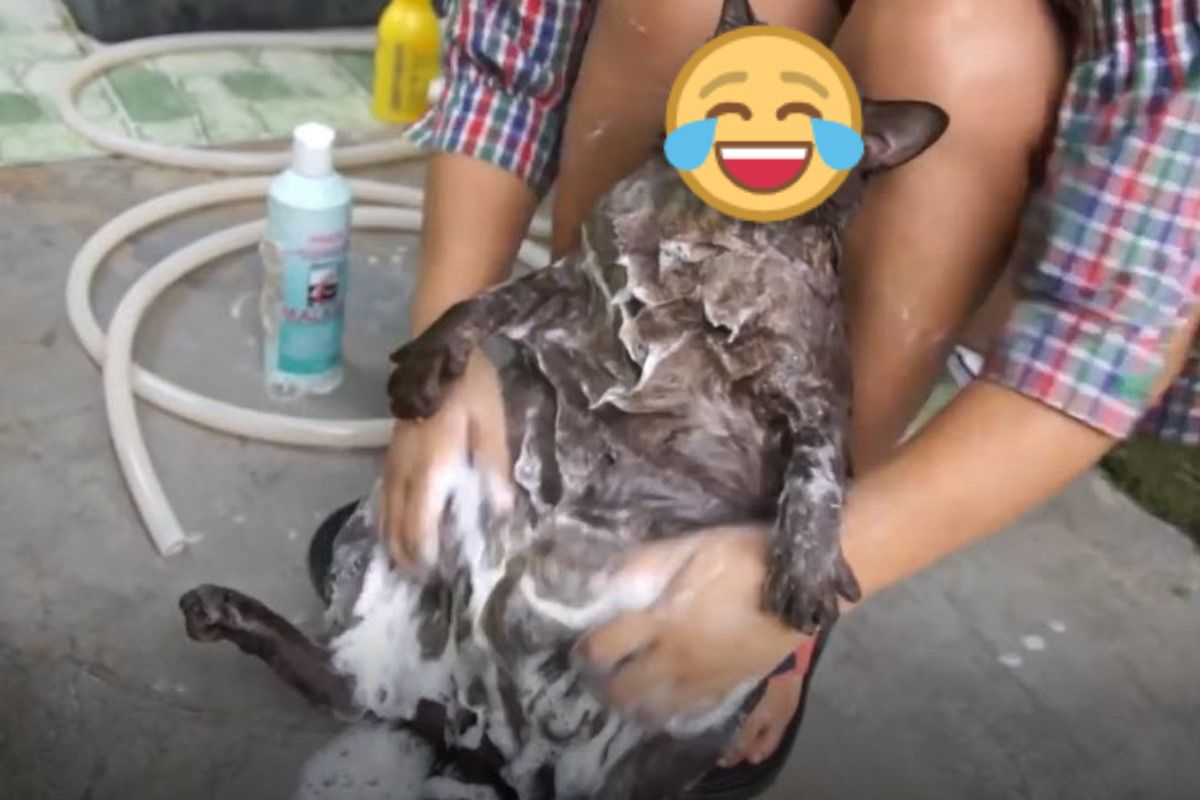 (影)黑貓洗澡露大肚腩　奴才上搓下洗牠一臉享受：舒服啊！