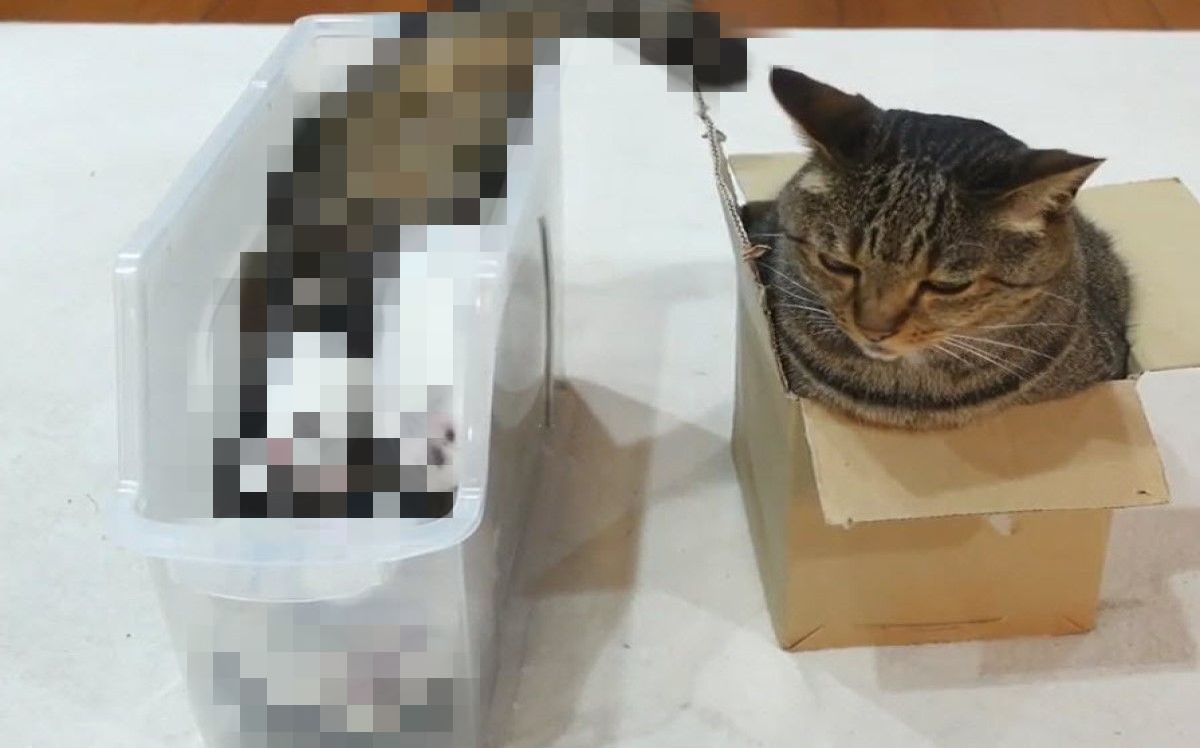 (影)這生物好難懂！貓咪「倒栽蔥」滑入盒子　網笑：什麼邏輯？ | 新奇