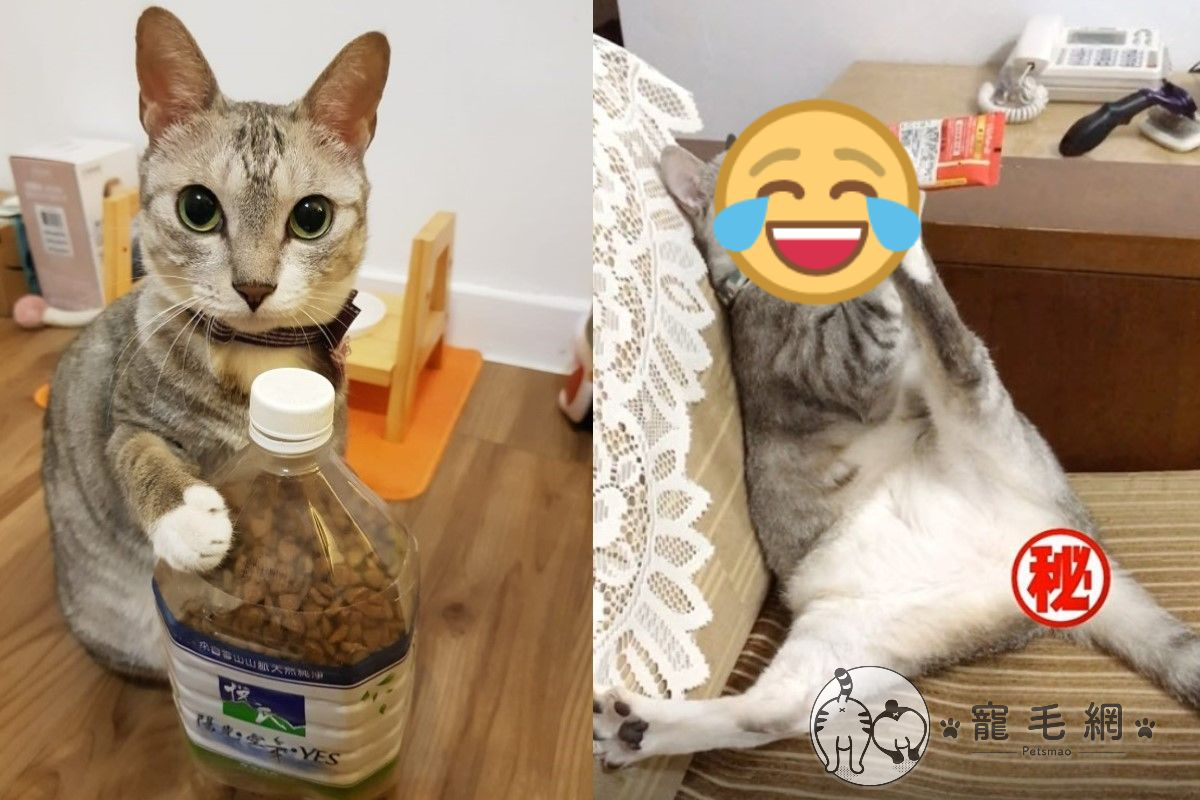 (影)貓咪吃肉泥爽當「沙發馬鈴薯」　網笑：坐姿太母湯！