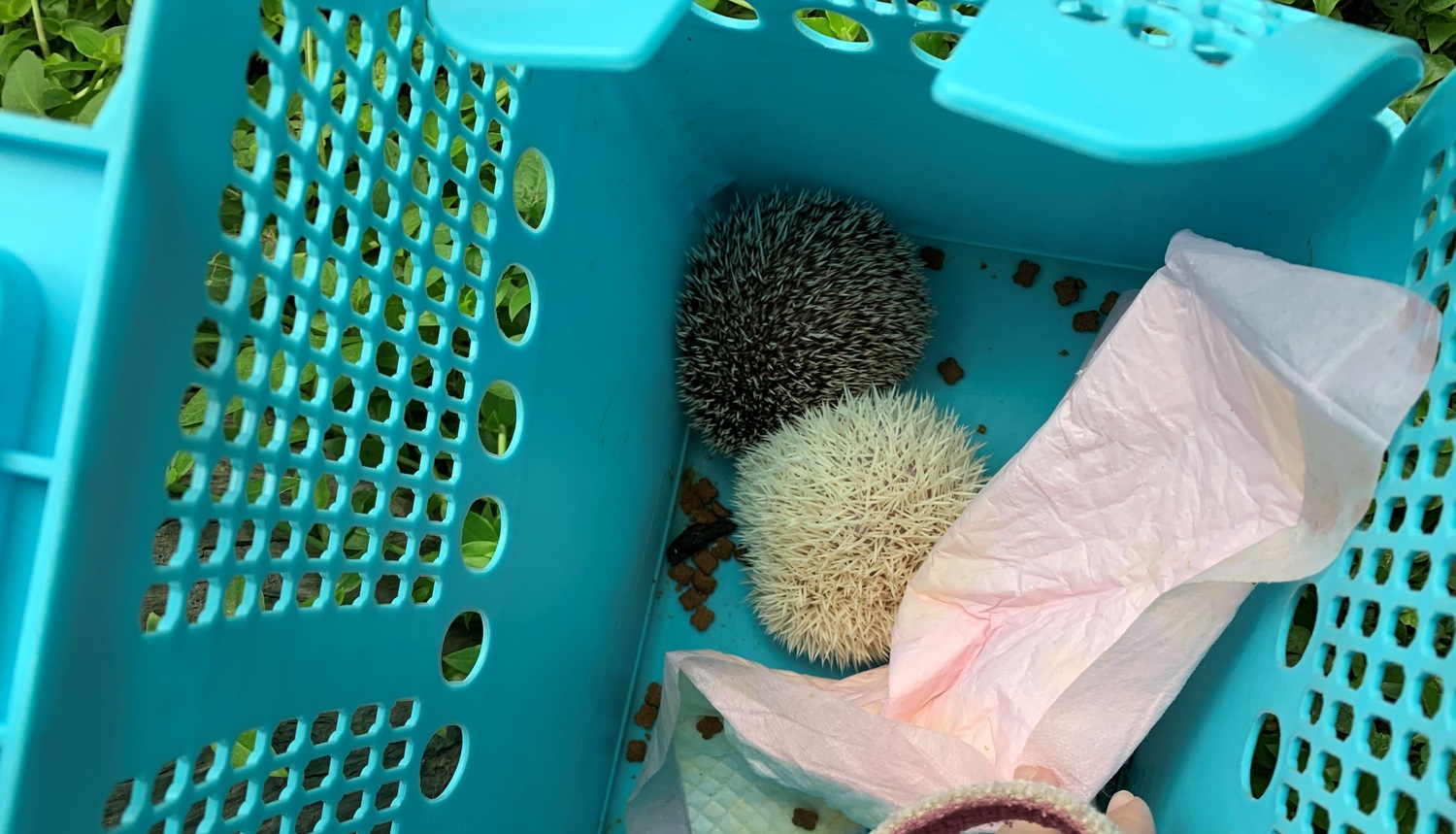 每秒噴飛5千元 新北動保處追出刺蝟棄養人開罰6萬元