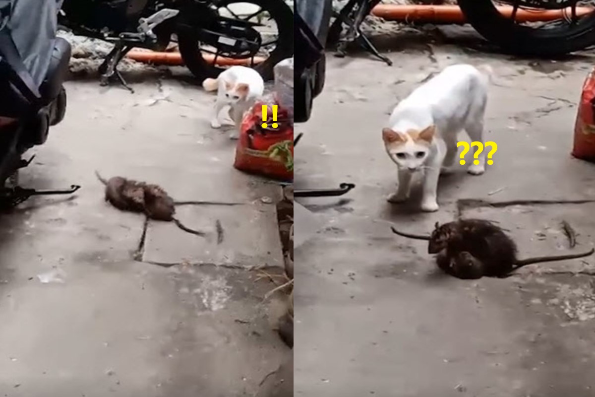 (影)老鼠街頭上演全武行！貓一旁呆看　網笑：傻眼貓咪！
