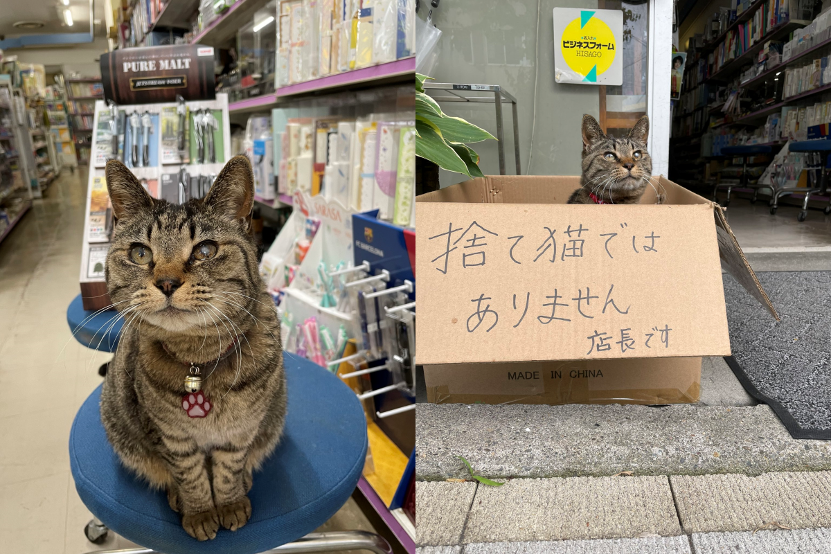 愛睡店門紙箱被誤認浪貓　文具店奴才無奈附註：牠是店長啦！