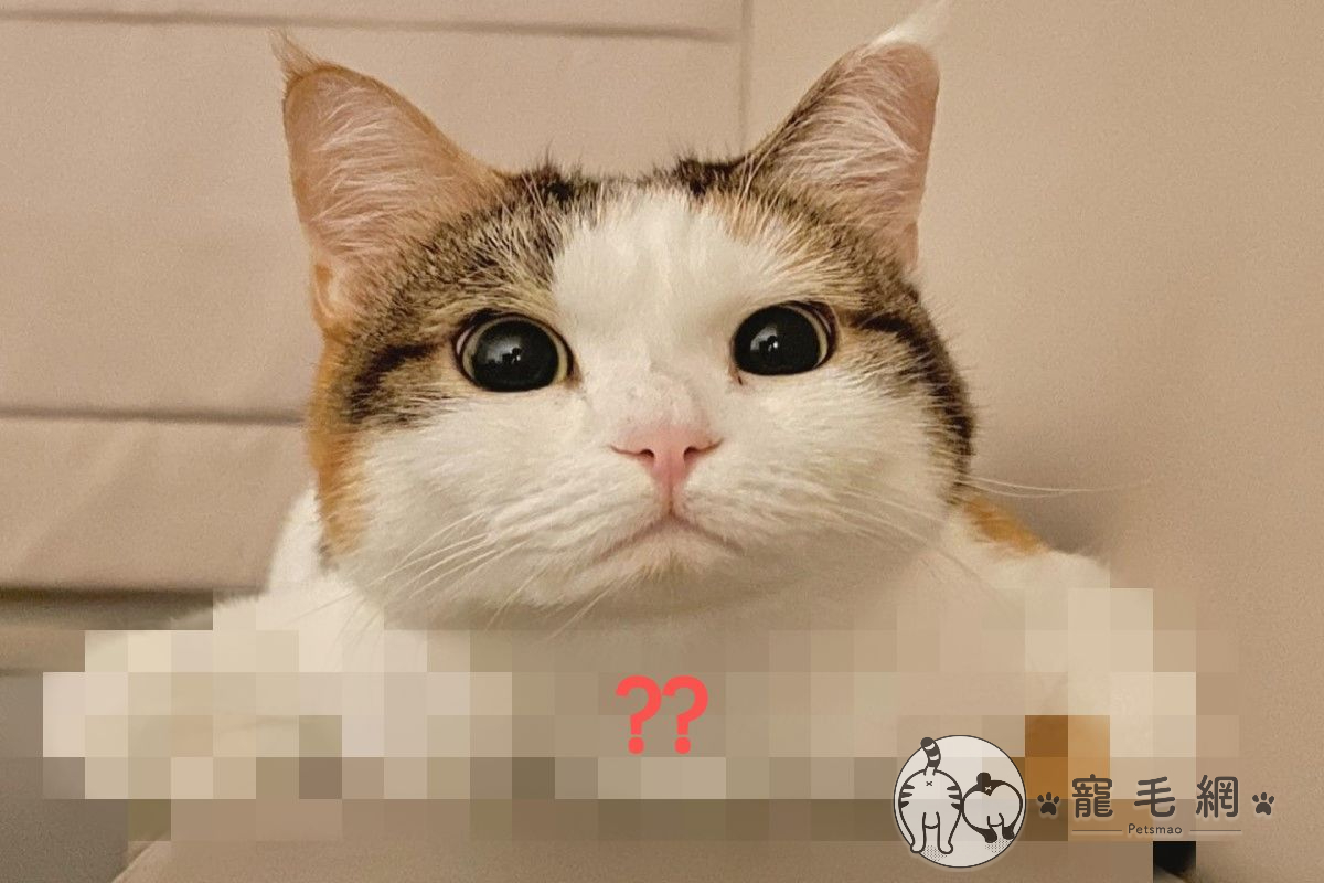 (影)大眼萌貓嘟小嘴「折手手插腋下」　網笑噴：森氣叉腰啦！