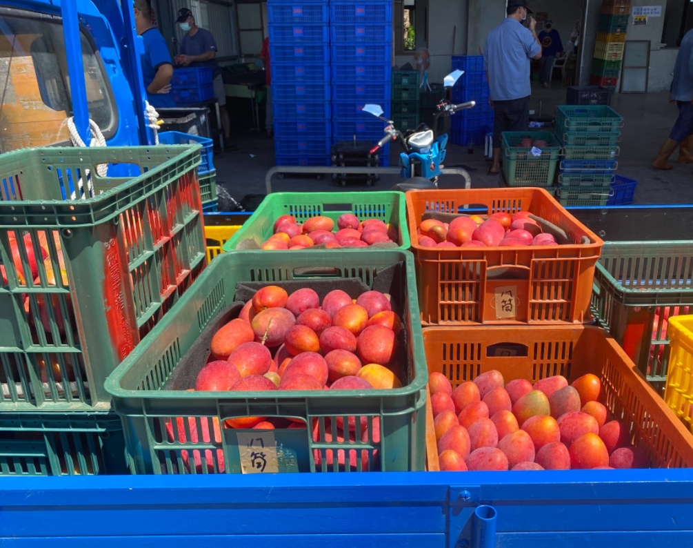 澳門政府再指1日從一批台灣進口的芒果外包裝樣本檢出COVID-19病毒核酸陽性。（示意圖）   圖 : 翻攝周春米臉書(資料照)