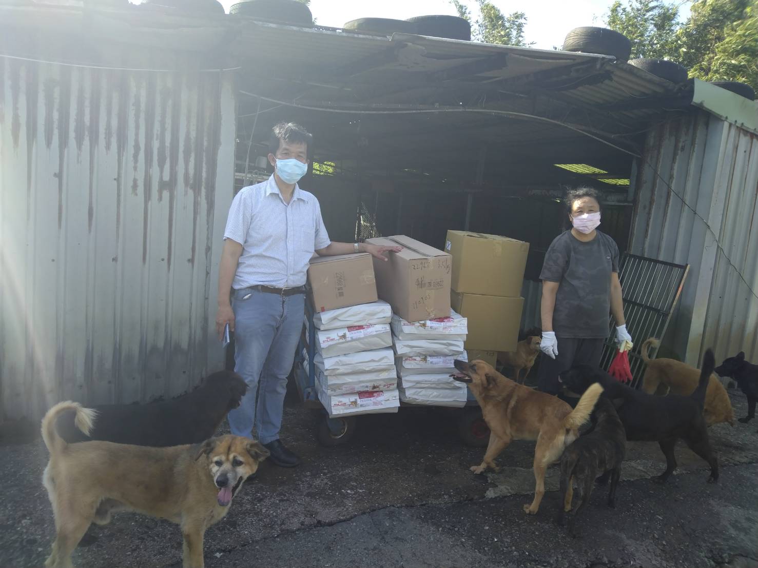 防疫期間動保不停歇 新北毛寶貝幸福委員會助5500隻狗安飽