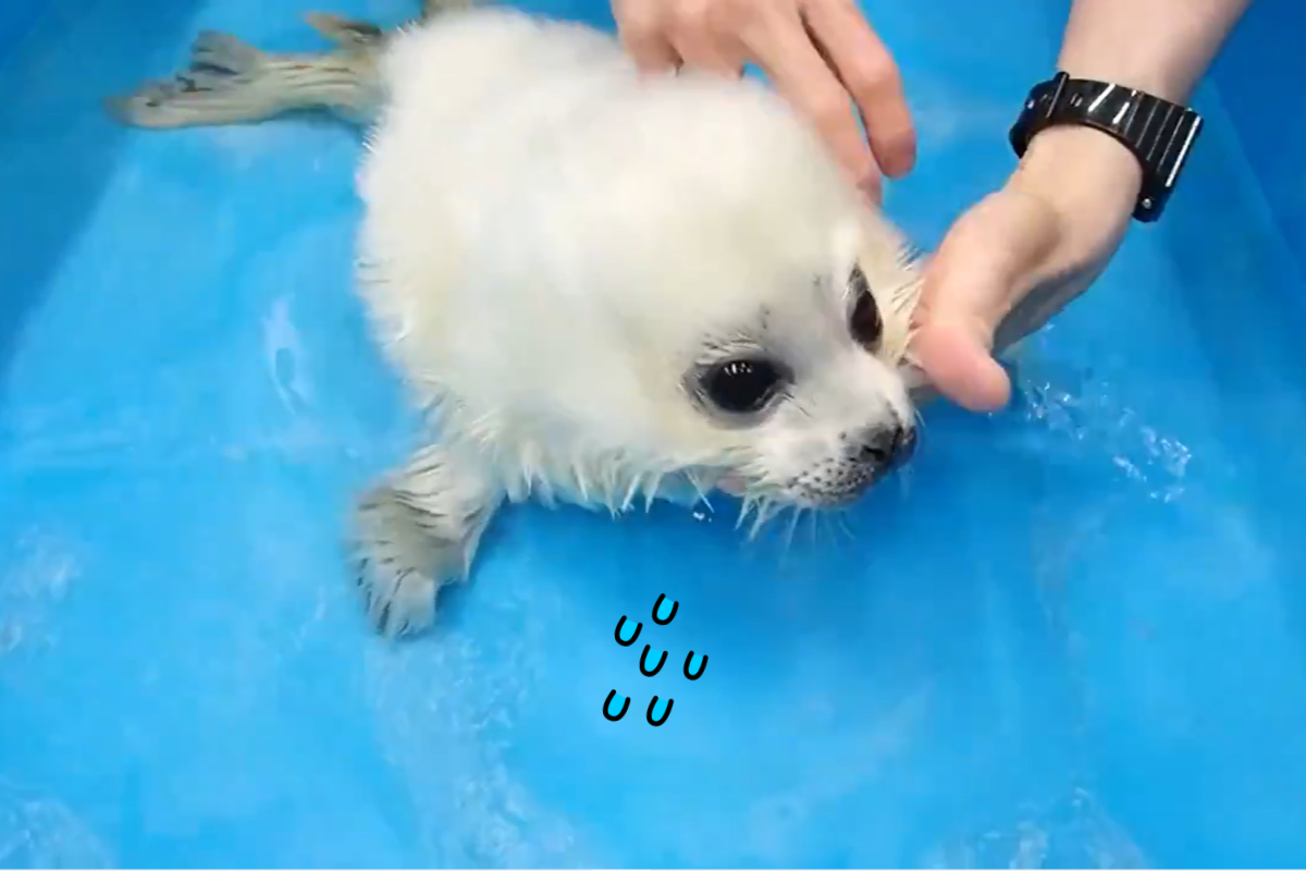 (影)小海豹「初次練習游泳」被嗆到　網調侃：還是適合躺躺
