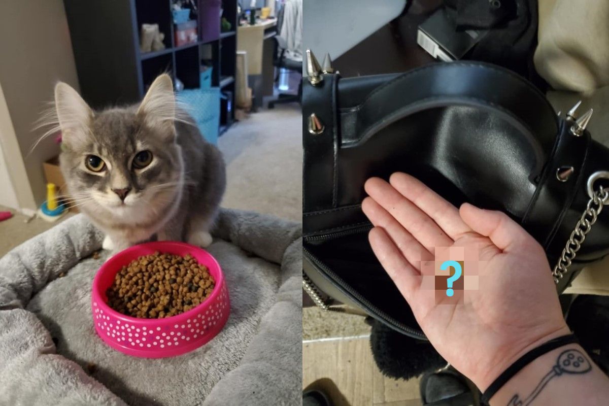 貓在包包塞飼料確保奴才「不會餓肚子」　網：好感動！