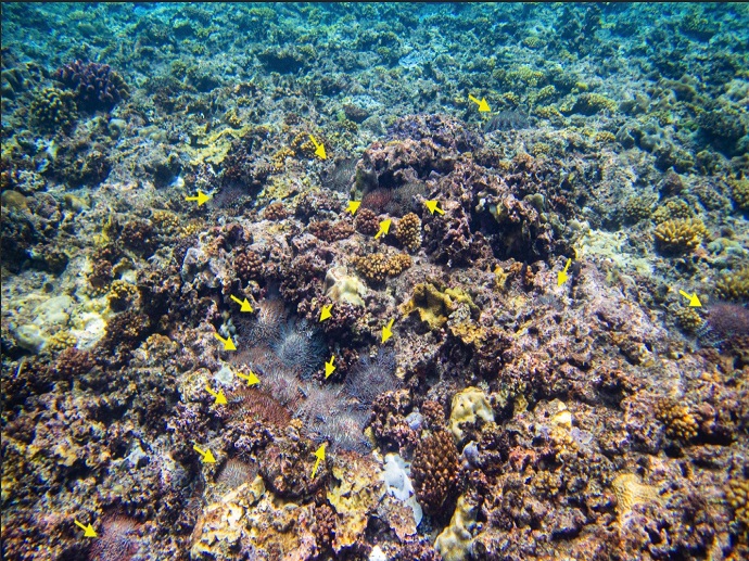 中研院團隊發現因為棘冠海星數量暴增，太平島珊瑚礁大量死亡。   圖：中華民國自然生態保育協會／提供