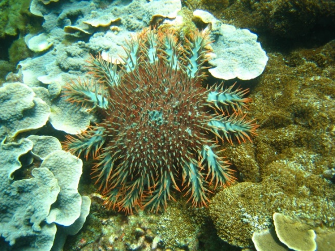 棘冠海星以以活體石珊瑚的珊瑚蟲為食，對珊瑚礁生態產生衝擊。   圖：中華民國自然生態保育協會／提供
