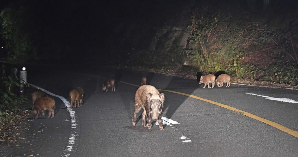 福島發現新品種野豬 恐係「輻射污染野豬與家豬」交配而成