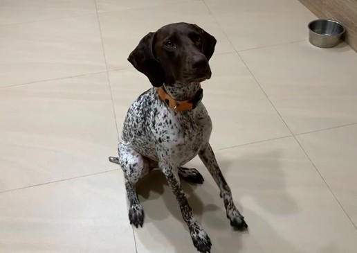 飼主居家「毛孩搗蛋」很抓狂！ 新北動保處推訓犬教學影片