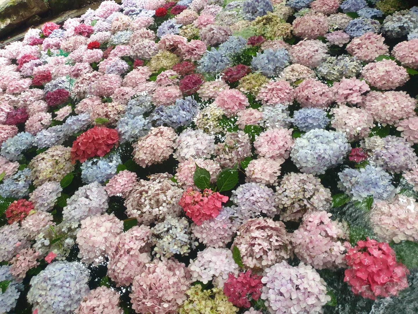 (影)浪漫「花水手」在武陵農場！夢幻繡球花池讓網友驚呼：好像在日本