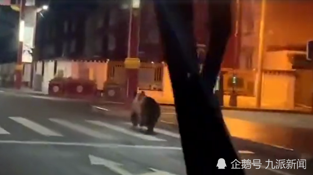 (影) 注意 熊出沒! 夜路狂奔 棕熊突現四川省街道 嚇壞居民