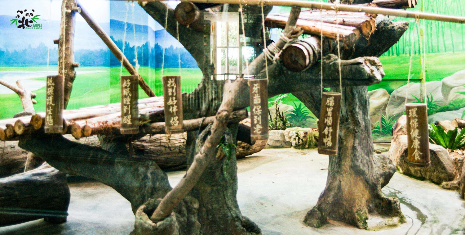 防疫期慶生！大貓熊「圓仔」8歲生日趴 動物園：4平台直播