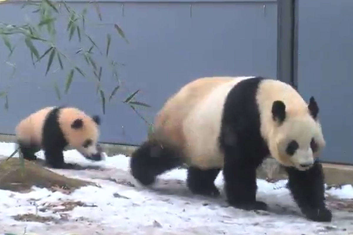 熊貓遭寶寶「大力撞屁股」 竟支撐不住軟腳在地！