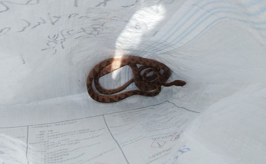 大旱致蛇類出沒頻繁 新北6月為民捉蛇632件破紀錄