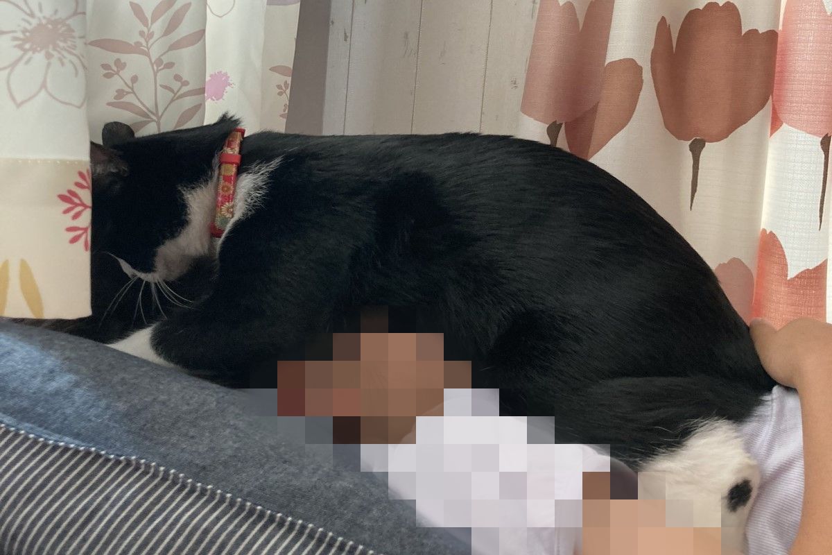 小貓奴賴床！主子竟用肚子重壓「悶醒」　網笑：還有呼吸嗎？