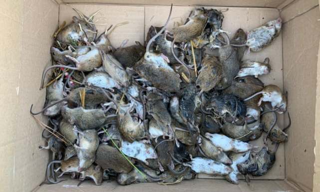 鼠害嚇人！澳大利亞女子醒來發現老鼠正啃食自己眼球
