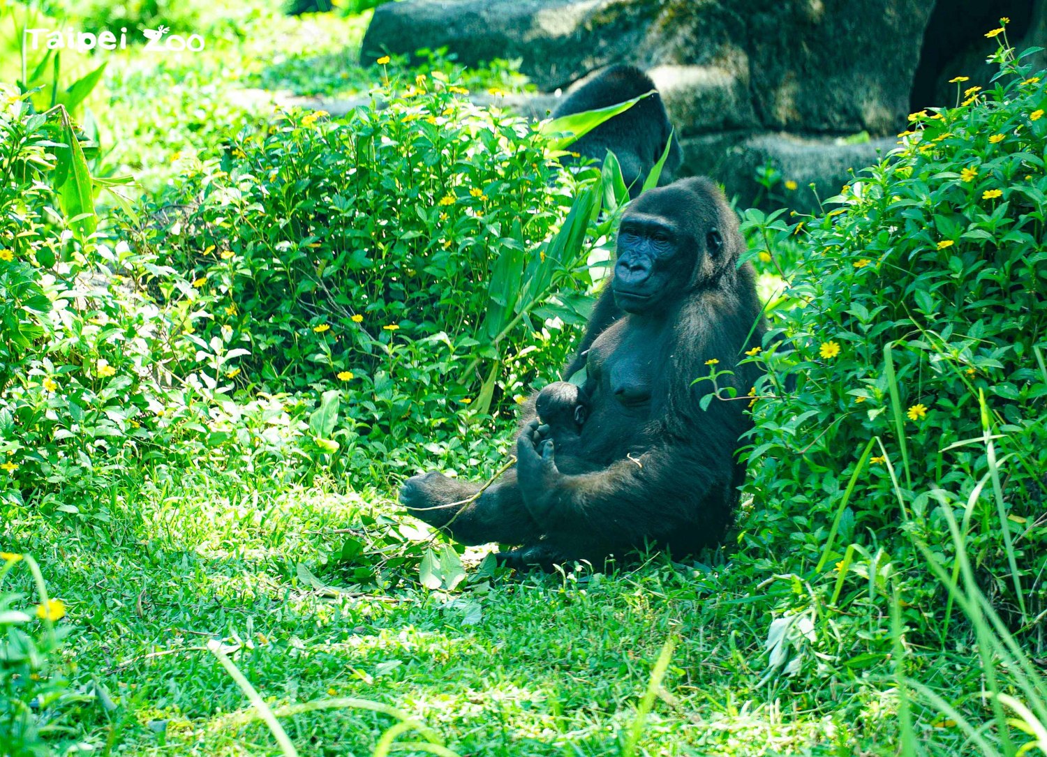 金剛猩猩媽媽「Iriki」是天生的育兒好手。   圖：台北市立動物園／提供