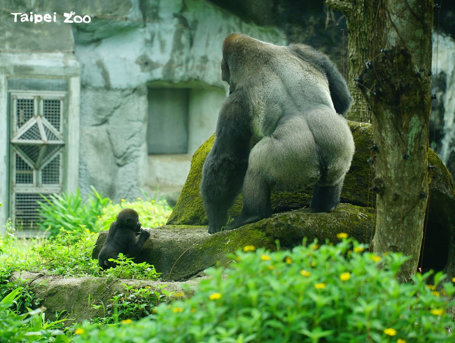 「Jabali」嘗試要搶金剛猩猩爸爸「D’jecco」手上的食物。   圖：台北市立動物園／提供