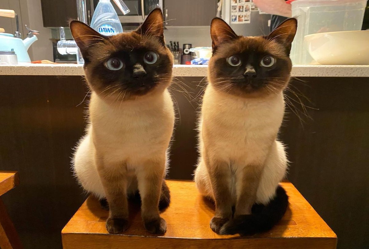 (影)兩隻暹羅貓長相太相似　網：根本複製貼上！