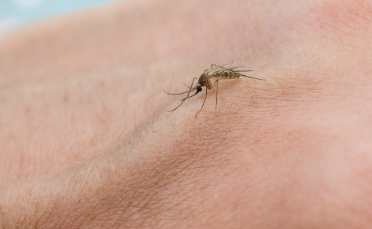 根據美國媒體報導，今年夏季截至目前，全美已有至少7州發現攜帶西尼羅病毒的蚊子。 感染西尼羅病毒可導致患者癱瘓甚至死亡！ (示意圖)   圖 : 翻攝自環球網