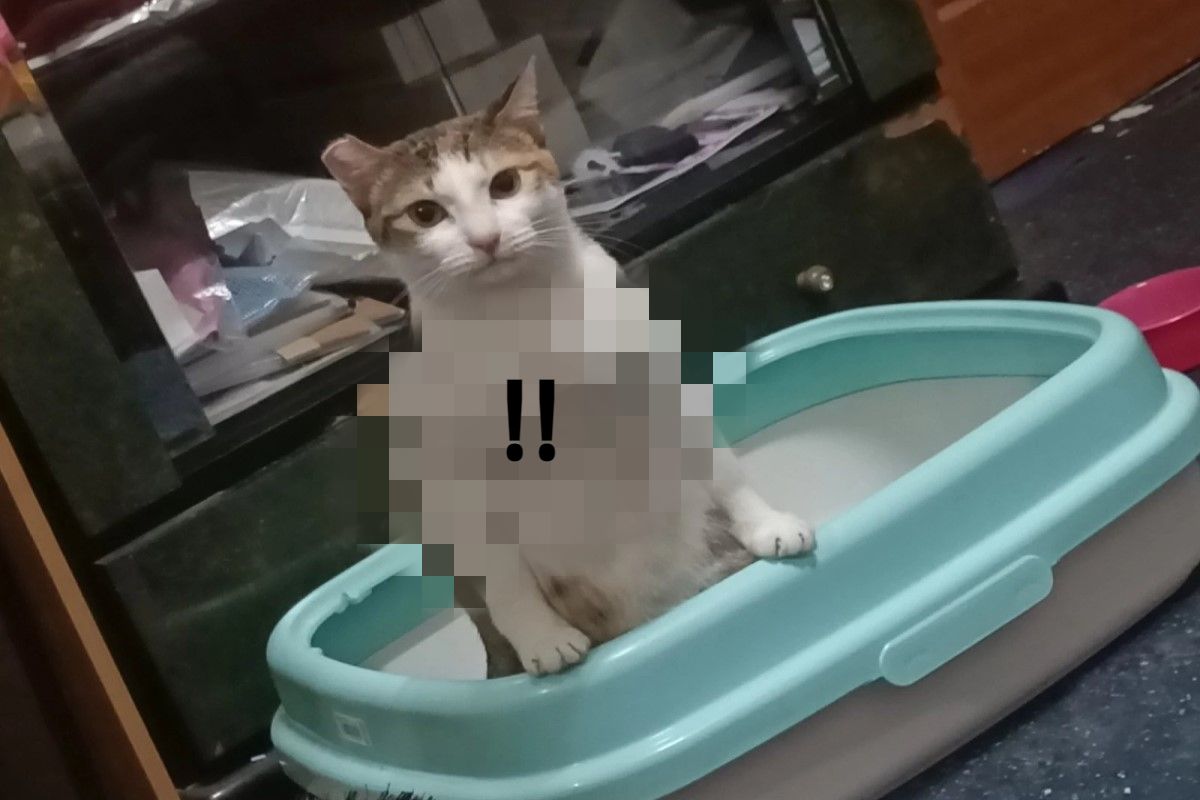 貓咪上廁所意外露出「館長」氣息　媽嘆：母貓長這樣好嗎？