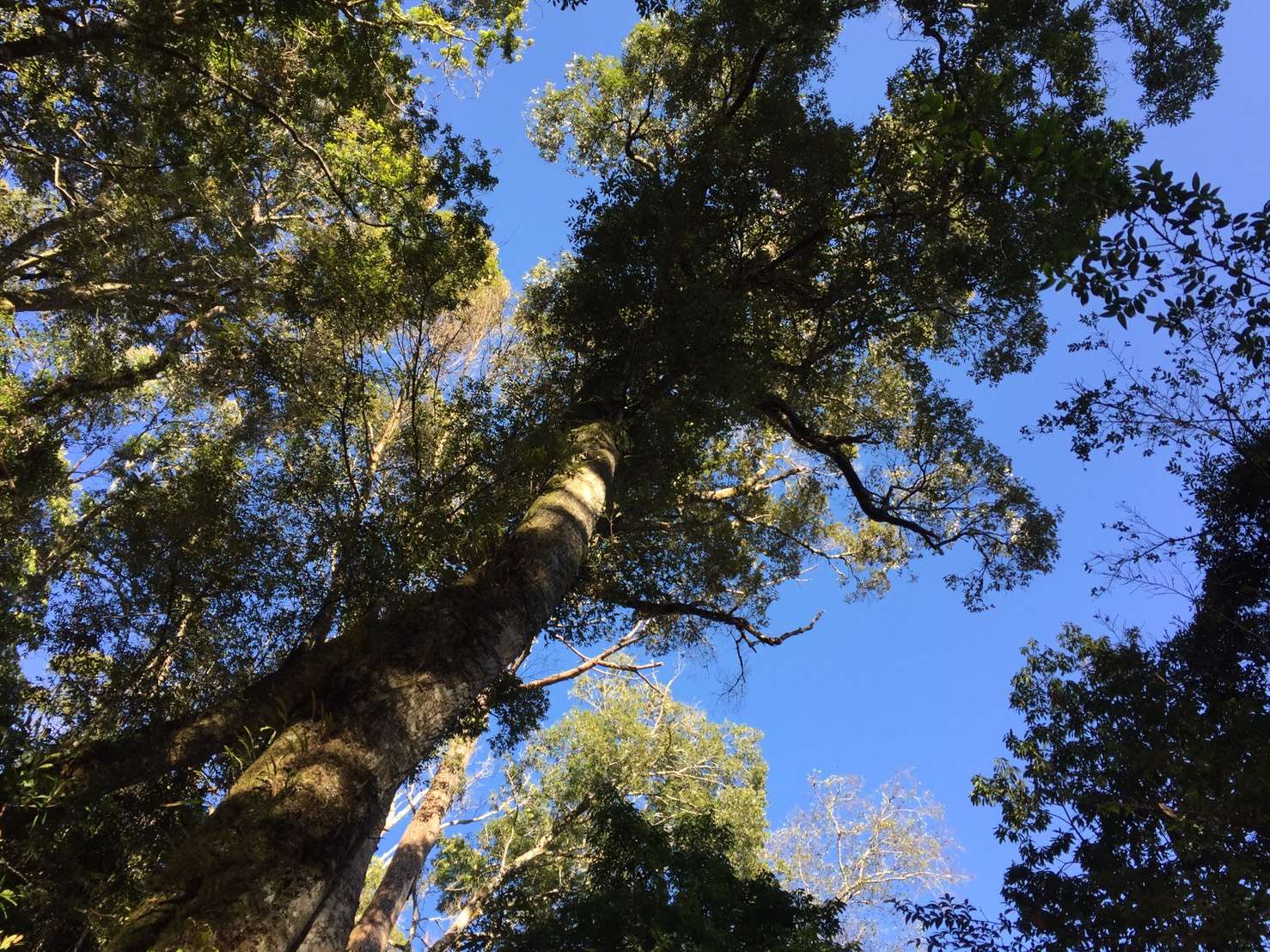 到觀霧感受豐富山林之美！特色講座開放預約