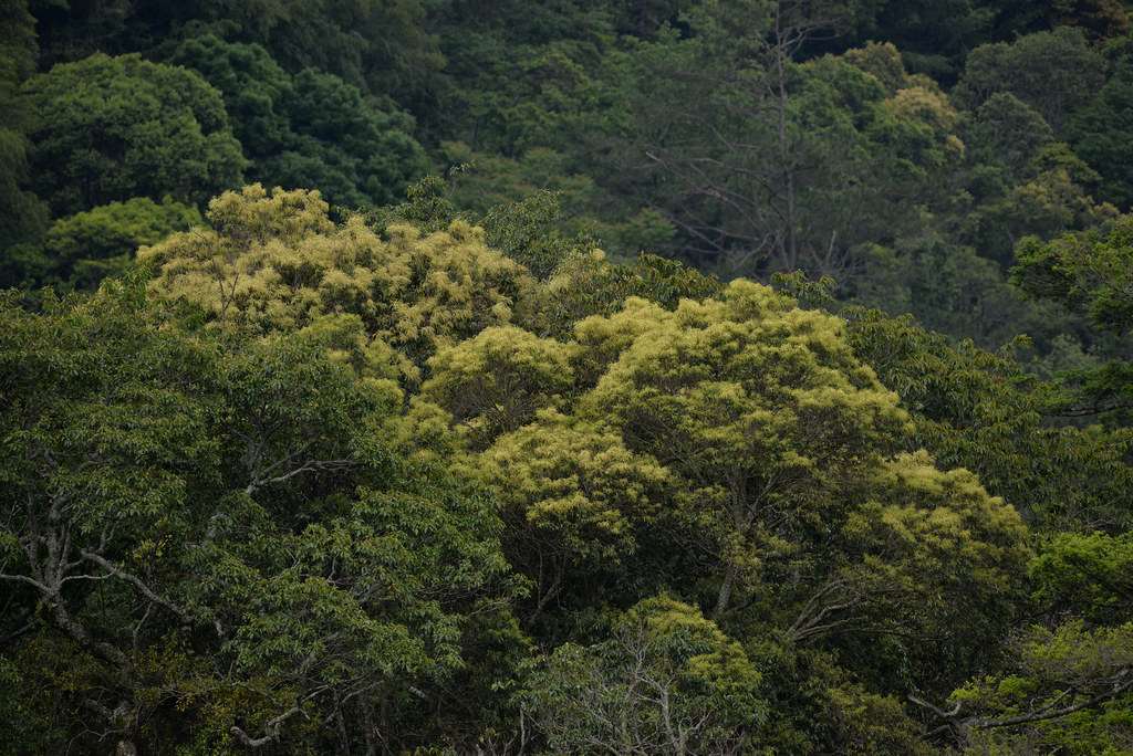 到觀霧感受豐富山林之美！特色講座開放預約