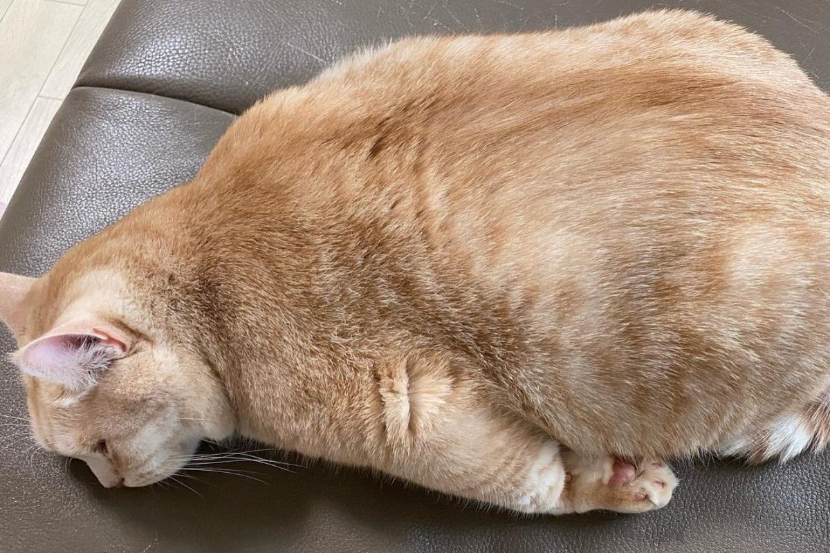 (影)厭世星期一？胖橘學海豹趴臥沙發　一臉耍廢：貓生好累！