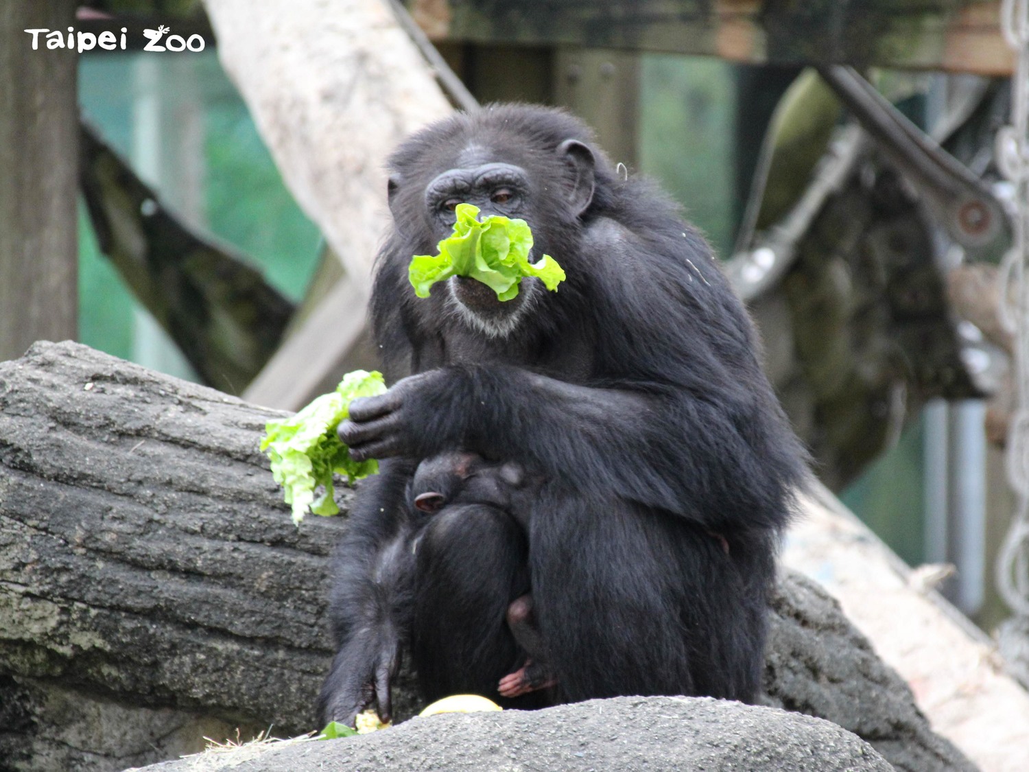 猩猩也會挑食！北市動物園多變食譜解決營養失衡問題