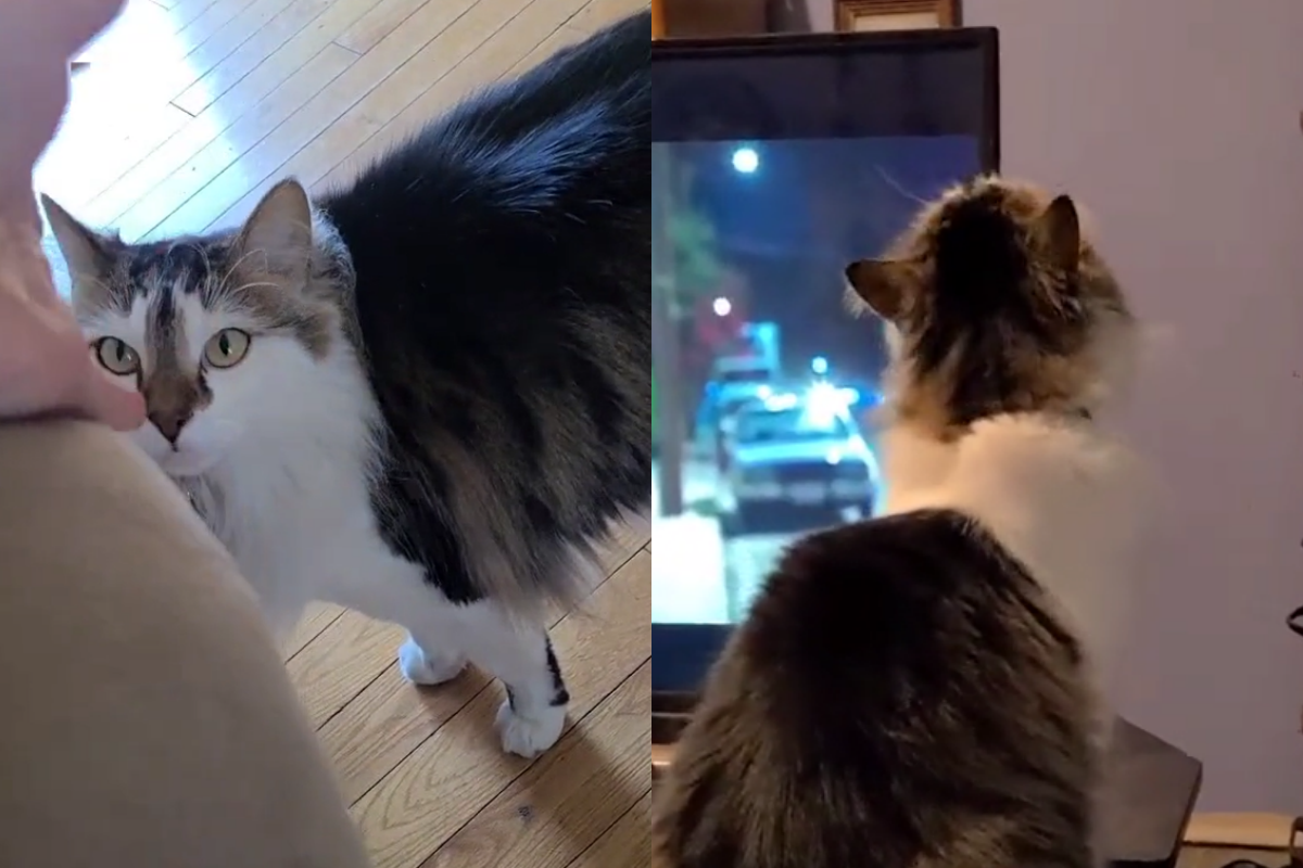 (影)貓被「看不見的手」撫摸　網友看完不舒服：牠可能想說什麼！