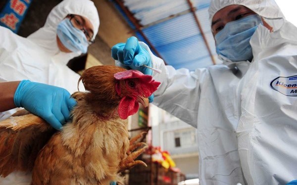 四川傳出人類感染禽流感H5N6 專家 : 偶發事件 流行風險低 | 中國