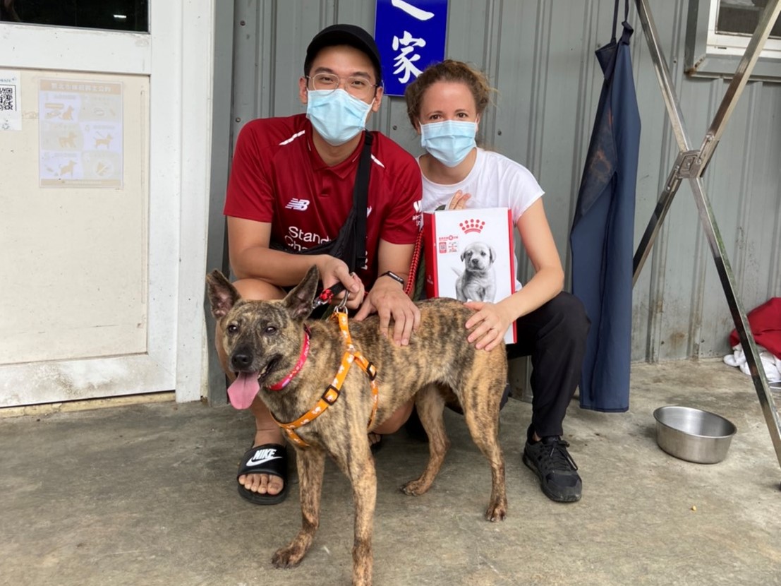 居家防疫不孤單 新北犬貓回春雙響炮認養35隻犬貓