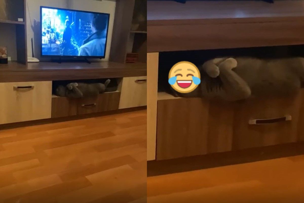 (影)灰貓躺電視櫃雙手交叉「思考貓生」　網笑：牠需要聊一聊？